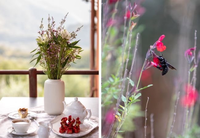 Appartamento a Borgo a Mozzano - Casetta di Butia, Iris apartment with  pool Appartamento a Borgo a Mozzano - Casetta di Butia, Iris apartment with  pool