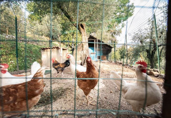 Appartamento a Borgo a Mozzano - Casetta di Butia, Iris apartment with  pool Appartamento a Borgo a Mozzano - Casetta di Butia, Iris apartment with  pool